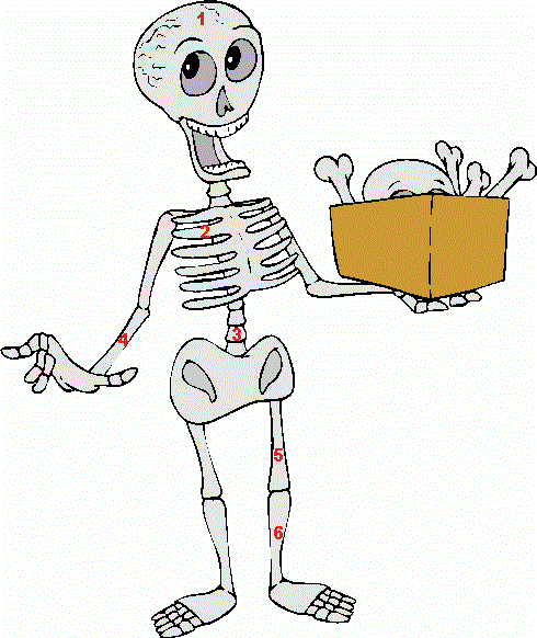 clip art human skeleton - photo #37