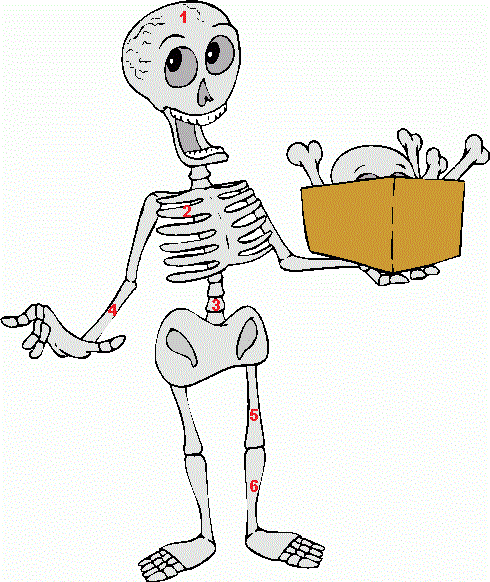 clipart human bones - photo #40