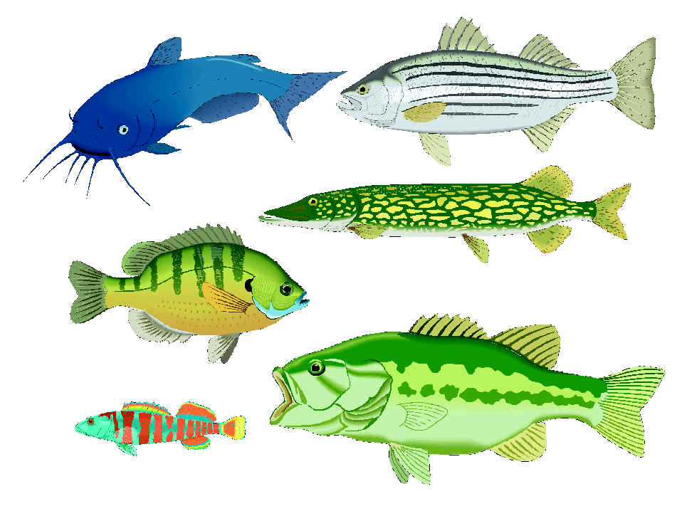 clipart of fish in water - photo #41