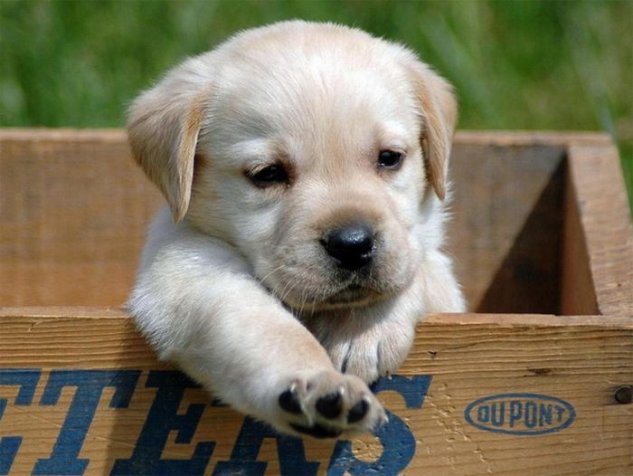 Pin Animal Dogs Baby Hund Welpe on Pinterest