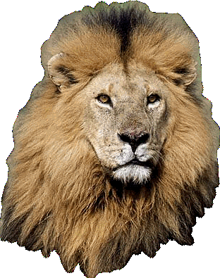 View topic - Lion Pride | And Hunters | New | Accepting | Please Join! -  Chicken Smoothie