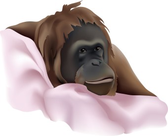 ape monkey ape monkey