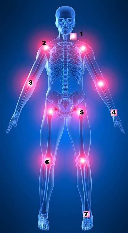 English Exercises: the human body: Joints and Bones