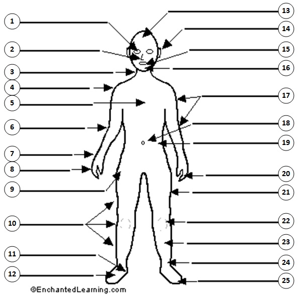 English Exercises: Body Parts - labelling activity